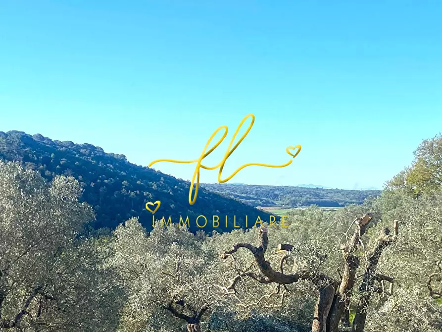 Immagine 8 di Terreno residenziale in vendita  a Riparbella