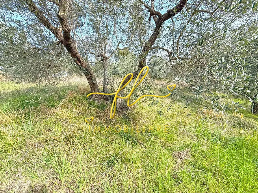 Immagine 3 di Terreno residenziale in vendita  a Riparbella