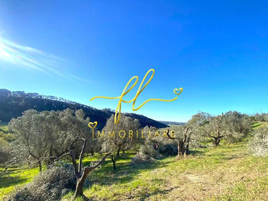 Immagine 13 di Terreno residenziale in vendita  a Riparbella