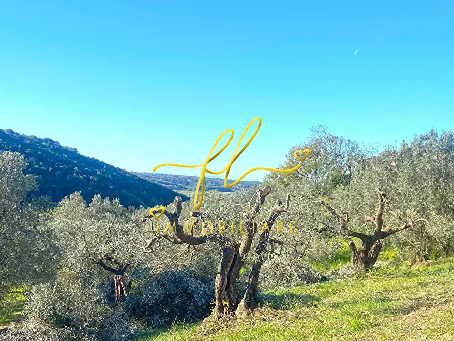 Immagine 15 di Terreno residenziale in vendita  a Riparbella