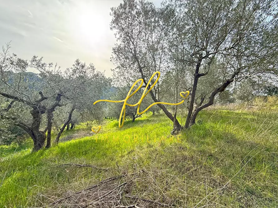 Immagine 4 di Terreno residenziale in vendita  a Riparbella