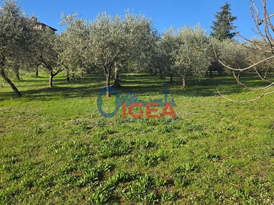 Immagine 5 di Casa colonica in vendita  a Montepulciano