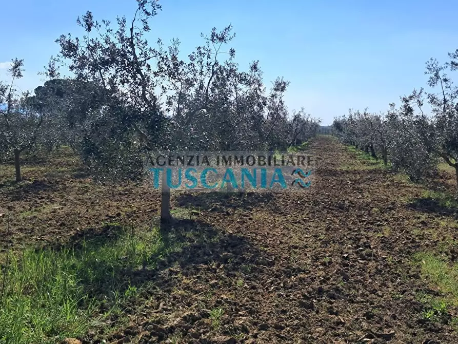 Immagine 28 di Casa colonica in vendita  a Bibbona