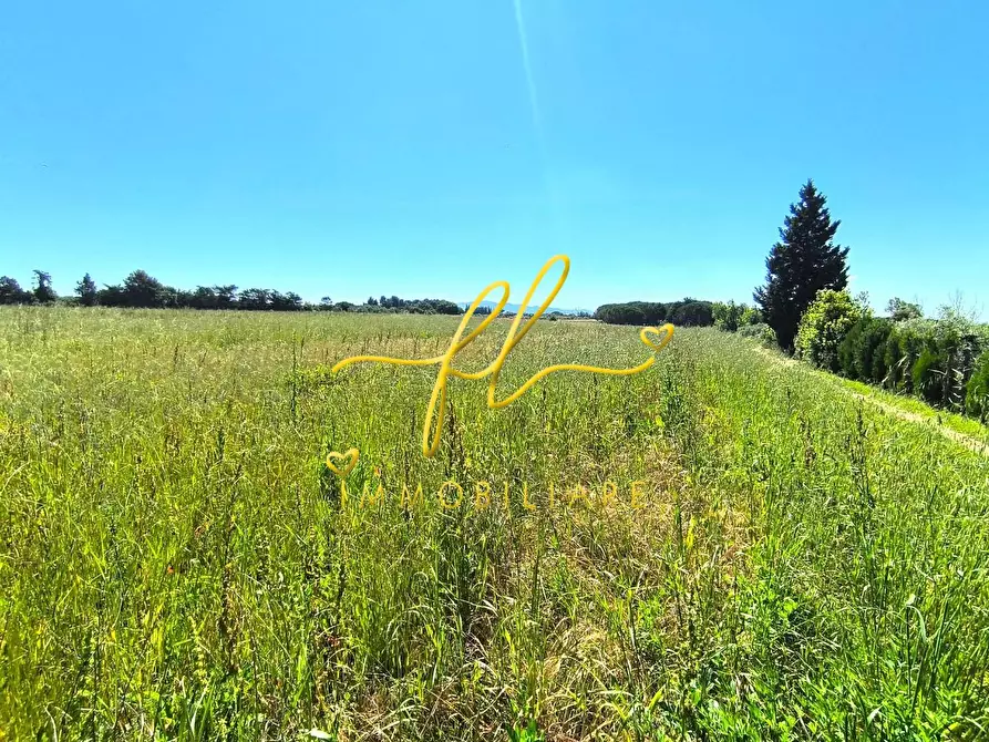Immagine 5 di Terreno agricolo in vendita  a Cecina