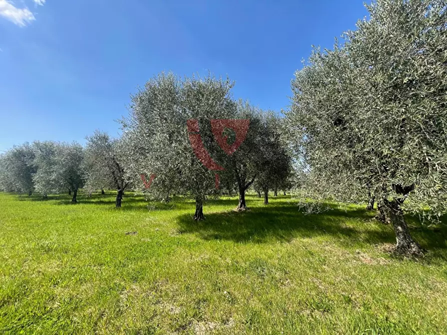 Immagine 1 di Terreno agricolo in vendita  a Colle Di Val D'elsa