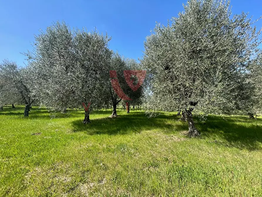Immagine 2 di Terreno agricolo in vendita  a Colle Di Val D'elsa