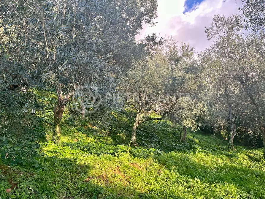 Immagine 2 di Rustico / casale in vendita  a Pietrasanta