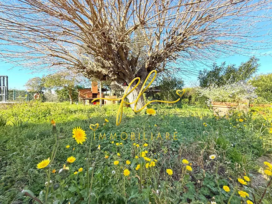 Immagine 48 di Casa colonica in vendita  a Rosignano Marittimo