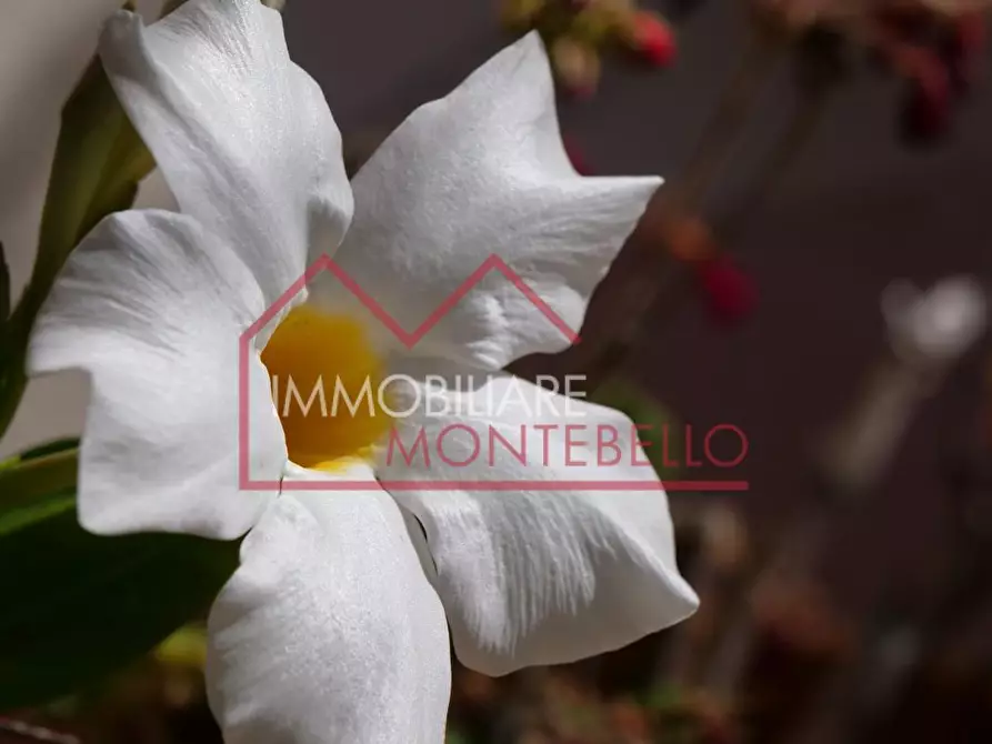 Immagine 4 di Casa colonica in vendita  a Massarosa