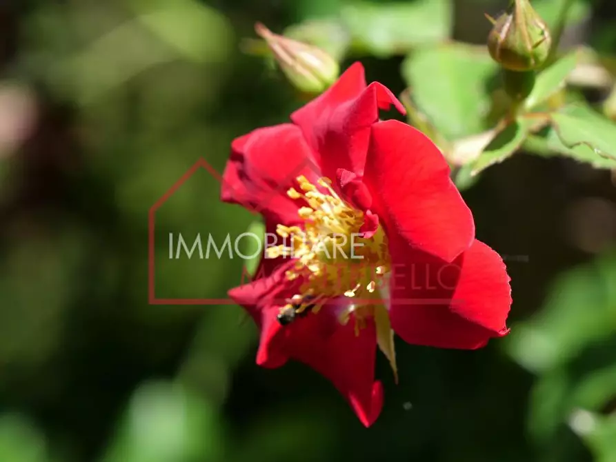 Immagine 16 di Casa colonica in vendita  a Massarosa