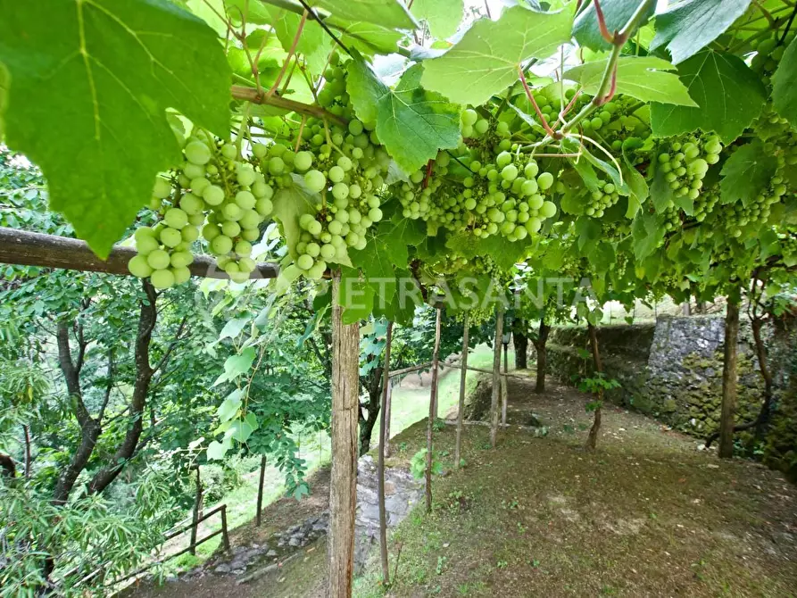 Immagine 36 di Rustico / casale in affitto  a Pietrasanta