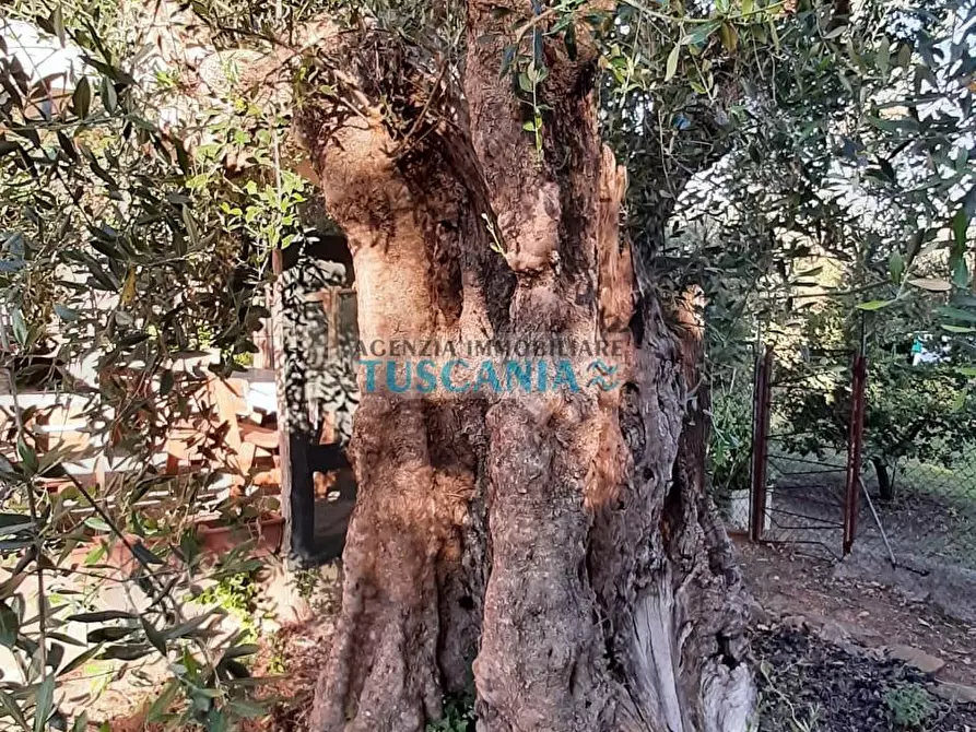Immagine 43 di Casa indipendente in vendita  a Suvereto