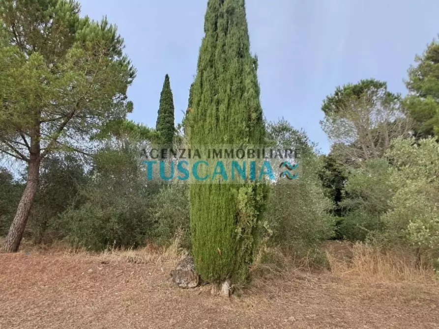 Immagine 46 di Casa indipendente in vendita  a Suvereto