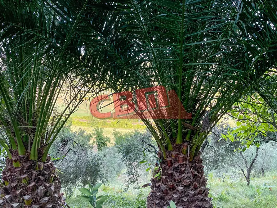 Immagine 44 di Terratetto in vendita  a Fauglia