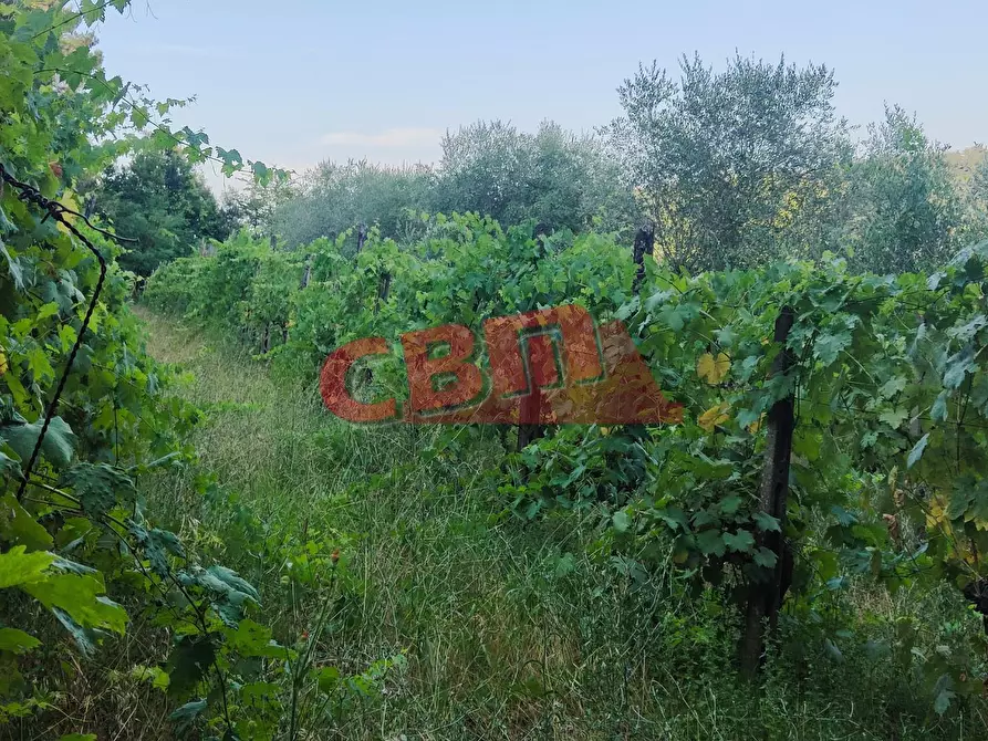Immagine 46 di Terratetto in vendita  a Fauglia