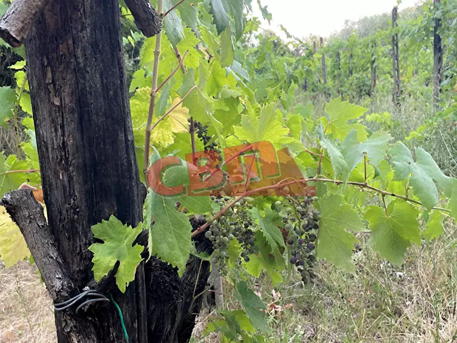 Immagine 48 di Terratetto in vendita  a Fauglia