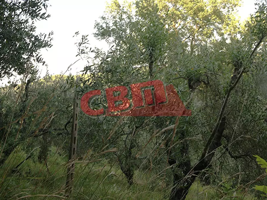 Immagine 5 di Terratetto in vendita  a Fauglia