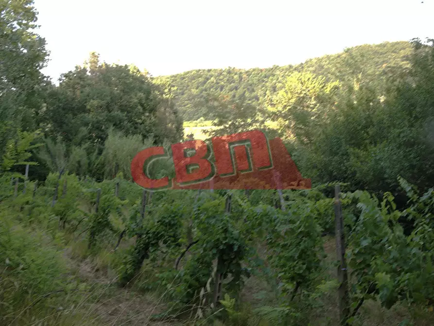 Immagine 52 di Terratetto in vendita  a Fauglia