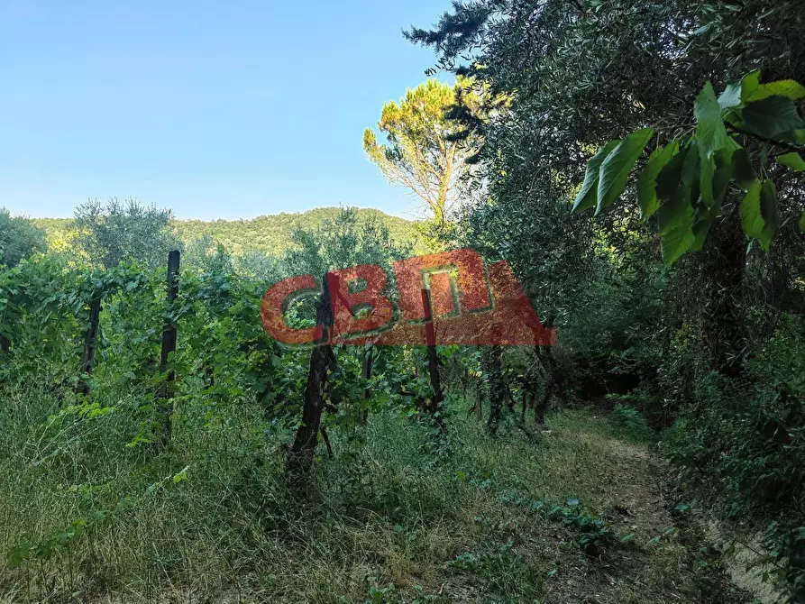Immagine 45 di Terratetto in vendita  a Fauglia