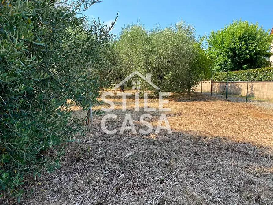 Immagine 17 di Terreno agricolo in vendita  a Buti