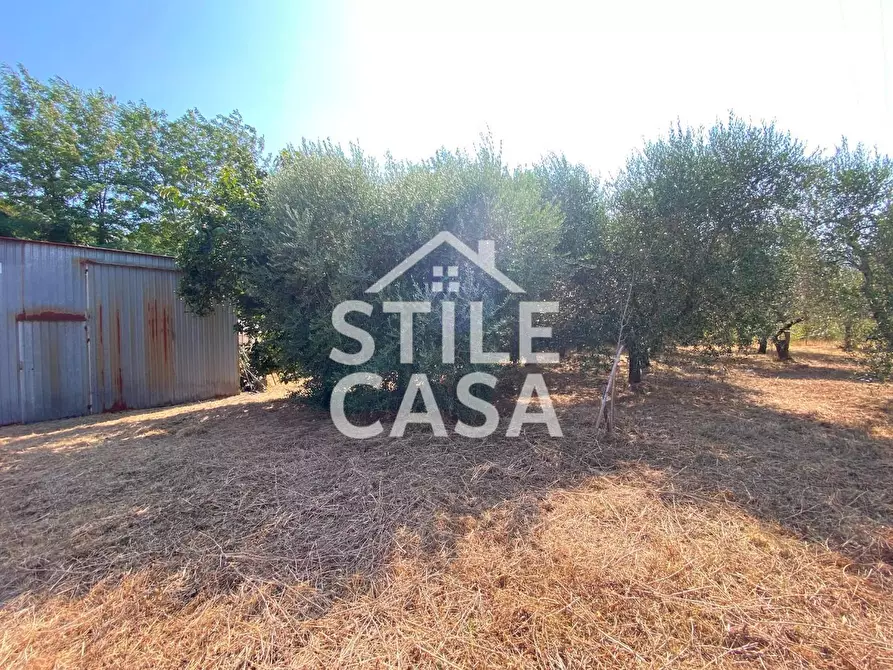 Immagine 13 di Terreno agricolo in vendita  a Buti