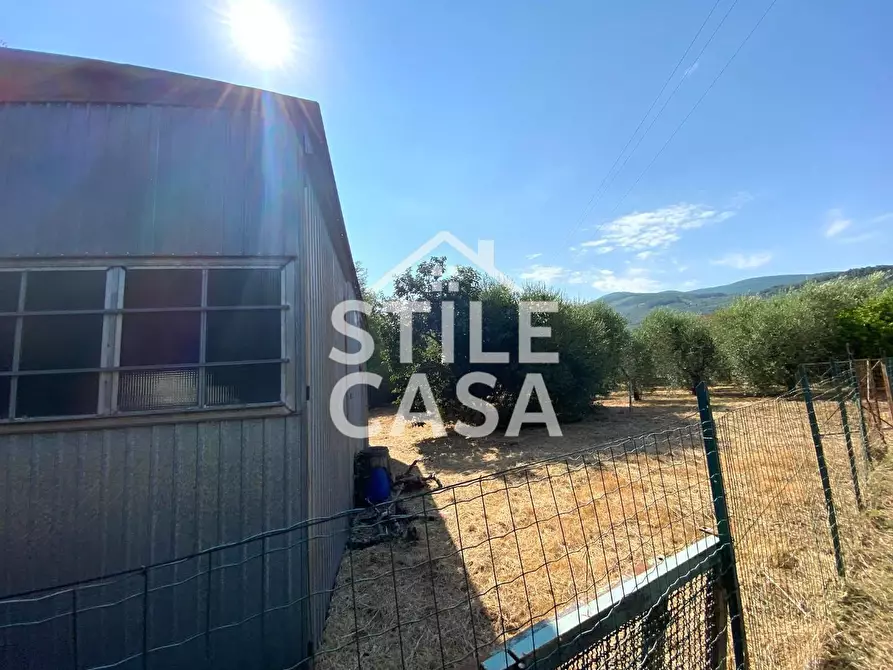 Immagine 11 di Terreno agricolo in vendita  a Buti