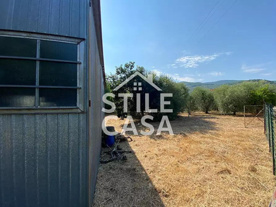 Immagine 4 di Terreno agricolo in vendita  a Buti