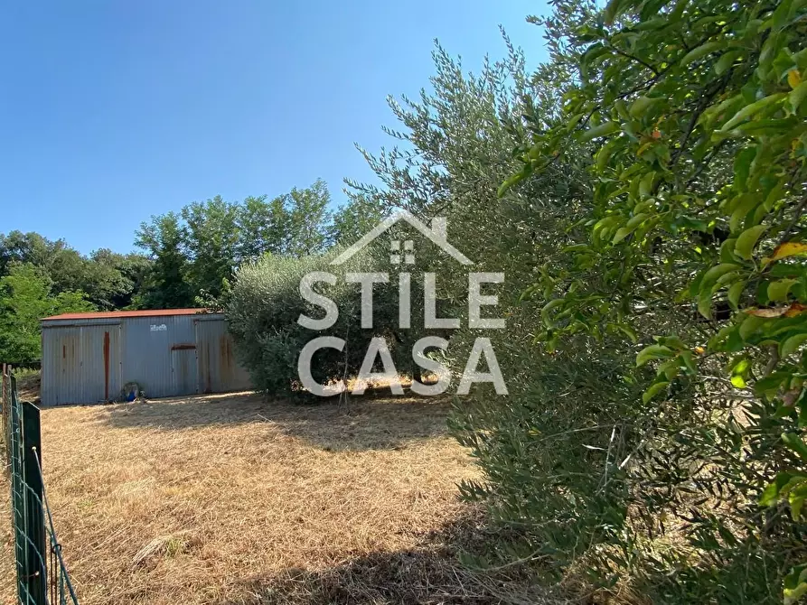 Immagine 5 di Terreno agricolo in vendita  a Buti