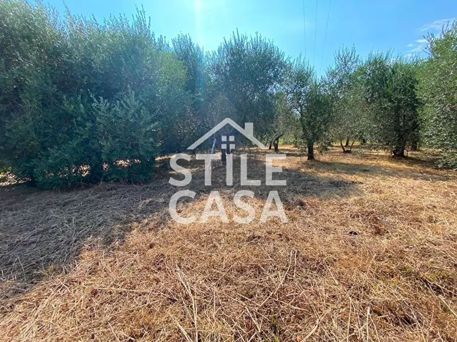 Immagine 15 di Terreno agricolo in vendita  a Buti