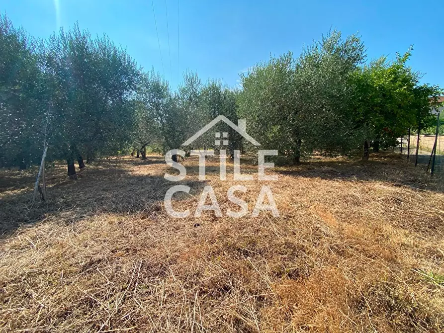 Immagine 19 di Terreno agricolo in vendita  a Buti