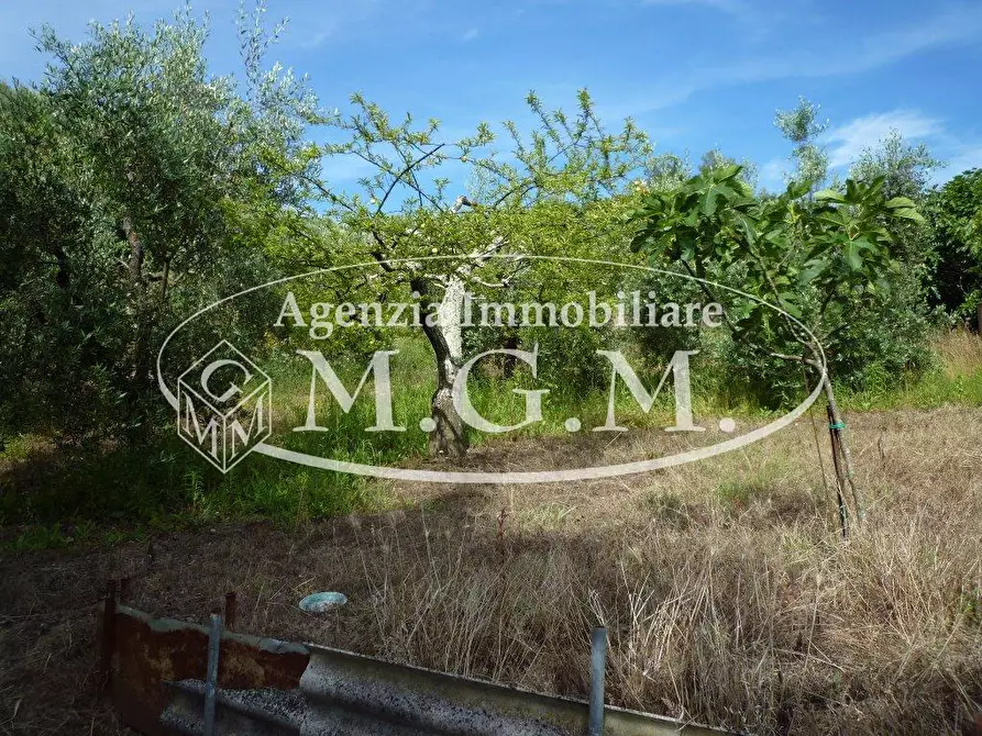 Immagine 6 di Terreno agricolo in vendita  a Palaia