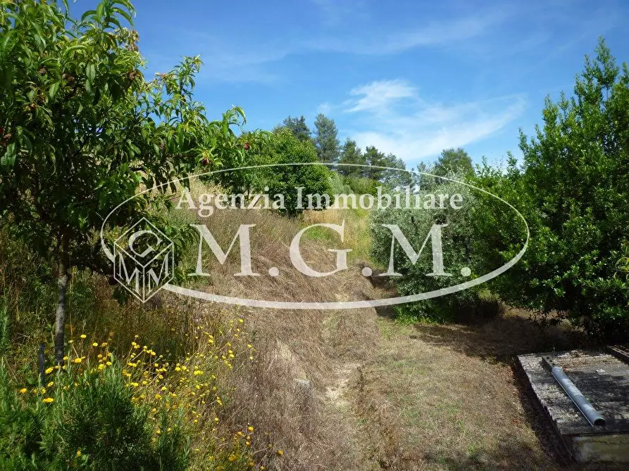 Immagine 5 di Terreno agricolo in vendita  a Palaia