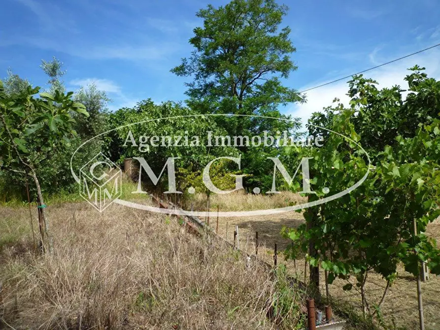 Immagine 7 di Terreno agricolo in vendita  a Palaia