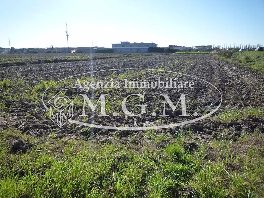 Immagine 3 di Terreno agricolo in vendita  a Santa Maria A Monte