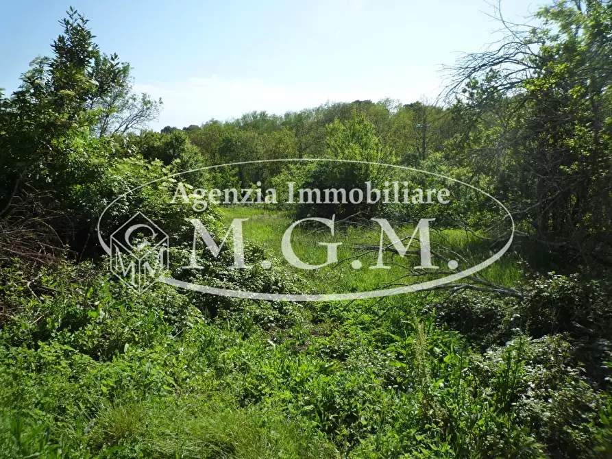 Immagine 6 di Casa colonica in vendita  a Santa Maria A Monte