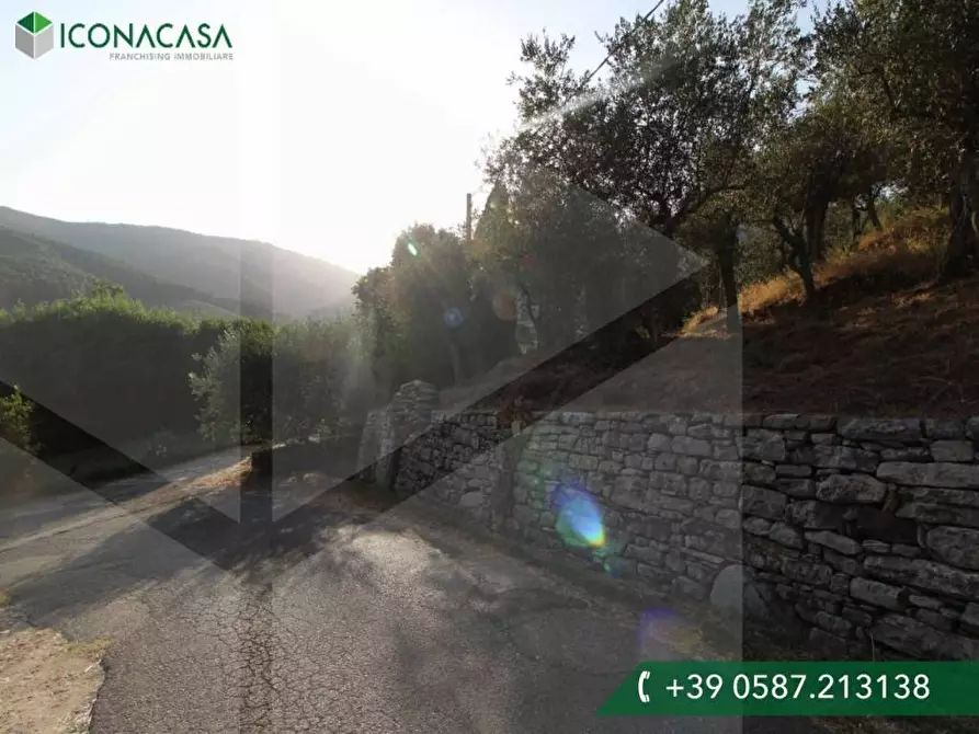 Immagine 2 di Terreno agricolo in vendita  a Buti