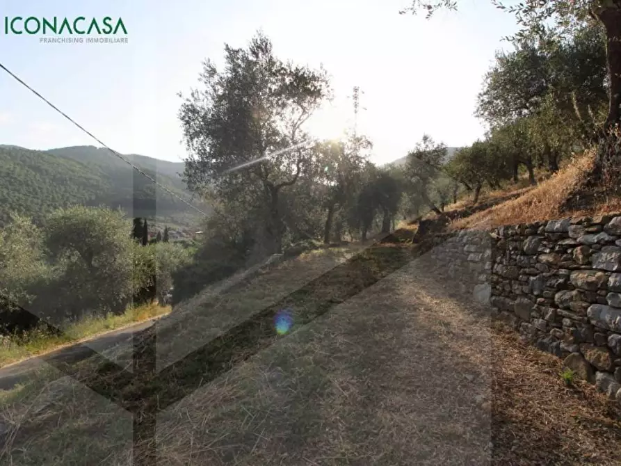 Immagine 5 di Terreno agricolo in vendita  a Buti