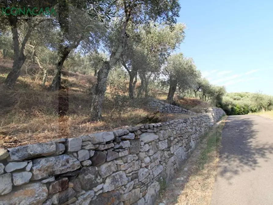 Immagine 6 di Terreno agricolo in vendita  a Buti