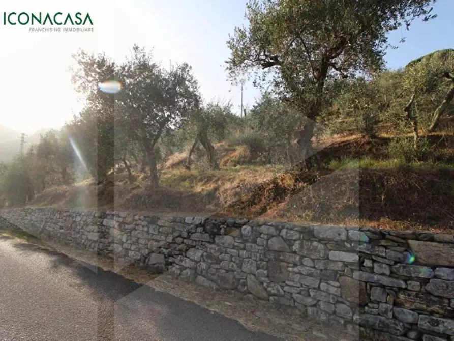 Immagine 9 di Terreno agricolo in vendita  a Buti