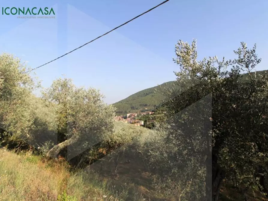 Immagine 10 di Terreno agricolo in vendita  a Buti