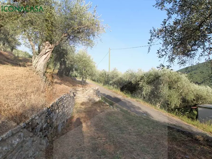 Immagine 13 di Terreno agricolo in vendita  a Buti