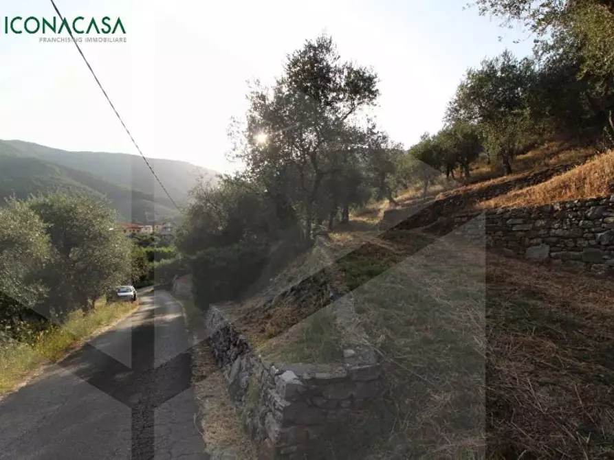 Immagine 18 di Terreno agricolo in vendita  a Buti