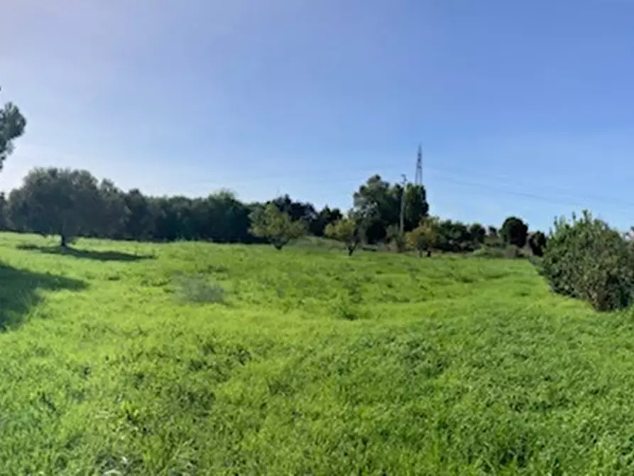 Immagine 4 di Terreno agricolo in vendita  a Pisa