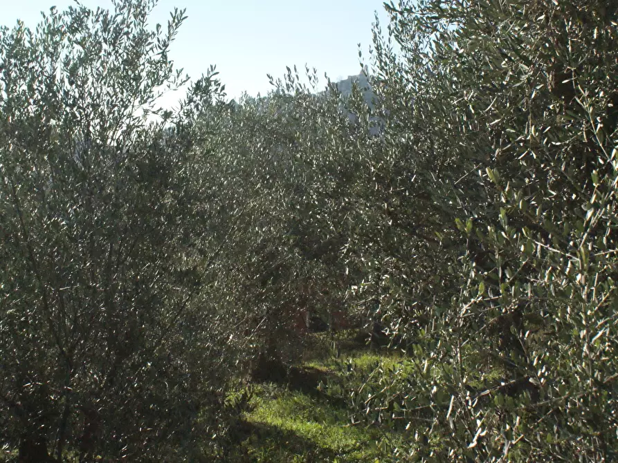 Immagine 33 di Terratetto in vendita  a Ortonovo