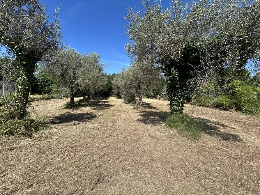 Immagine 1 di Terreno residenziale in vendita  a Ortonovo