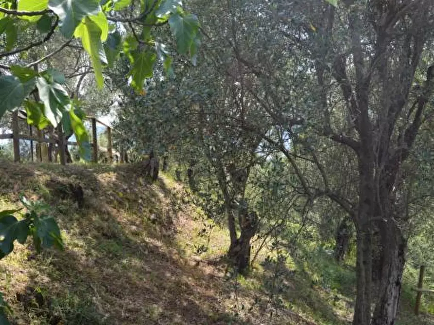 Immagine 27 di Villa in vendita  a Castelnuovo Magra