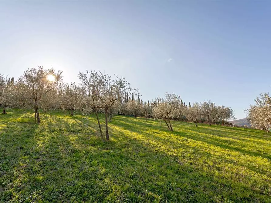 Immagine 1 di Terreno agricolo in vendita  a Ortonovo