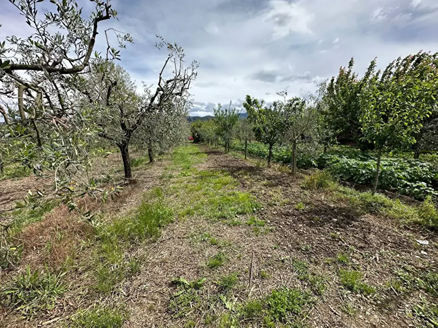 Immagine 3 di Terreno agricolo in vendita  a Castelnuovo Magra