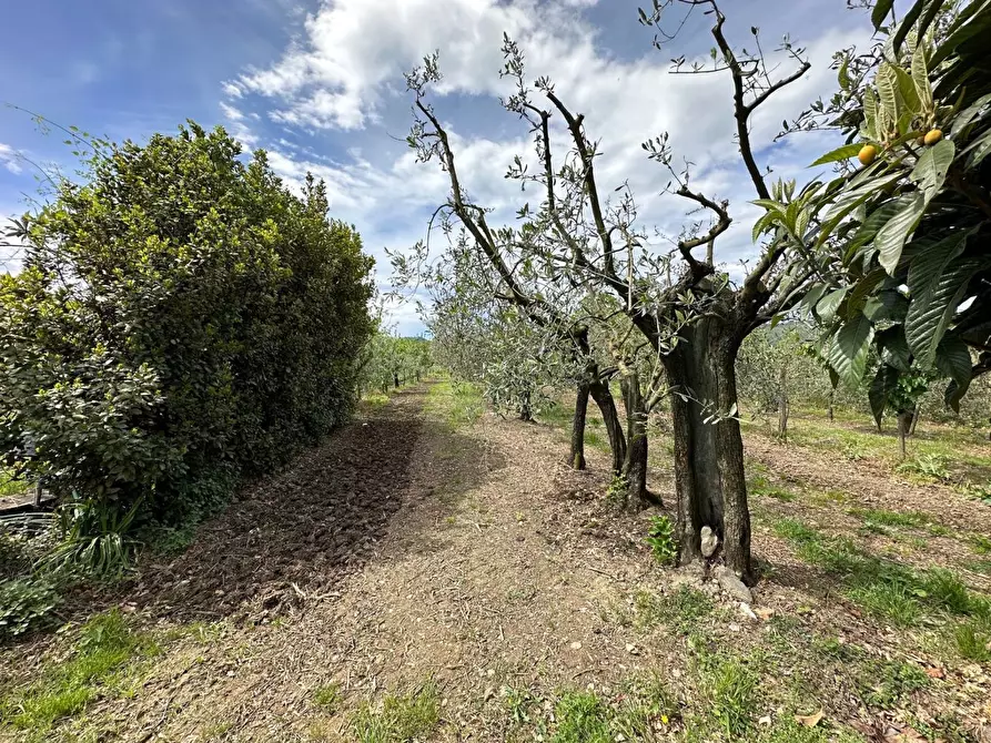Immagine 2 di Terreno agricolo in vendita  a Castelnuovo Magra