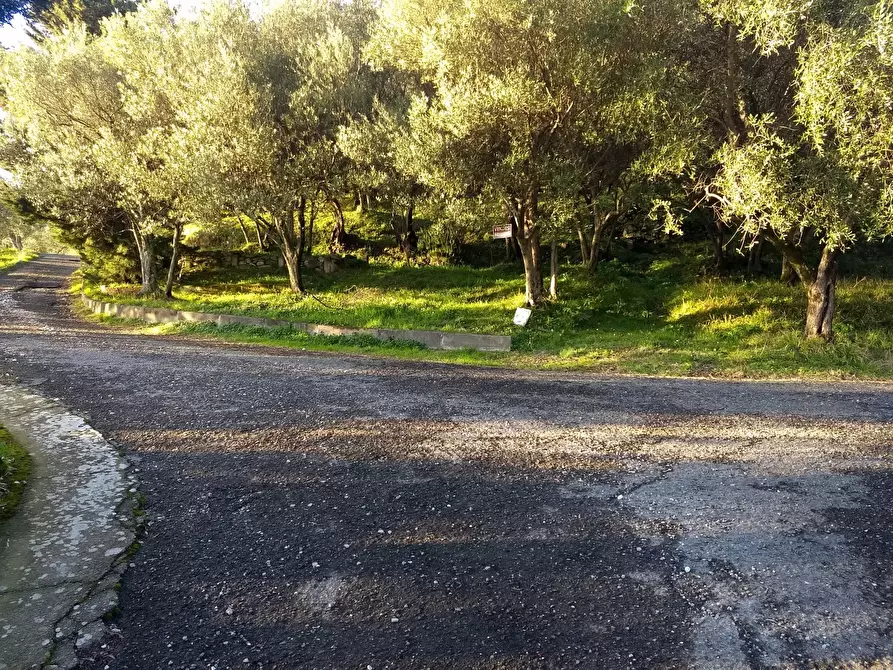 Immagine 7 di Terreno agricolo in vendita  a Ortonovo